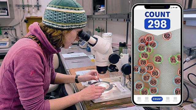 Counting Fish Eggs on Solid Background under microscope.